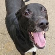 SLICK- Needs a foster/forever home!