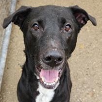 SLICK- Needs a foster/forever home!