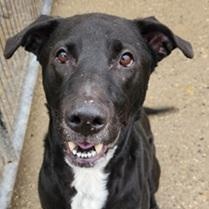 SLICK- Needs a foster/forever home!