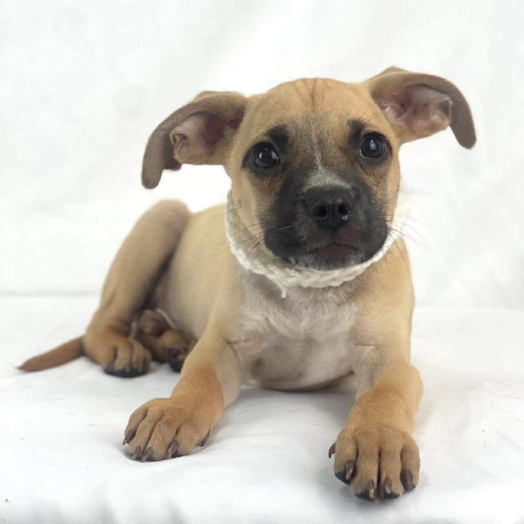 Biscoff, a Adoptable Mixed Breed in Lufkin, TX image 1/2