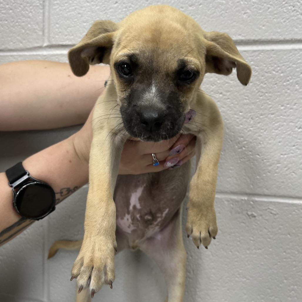 Biscoff, a Adoptable Mixed Breed in Lufkin, TX image 2/2