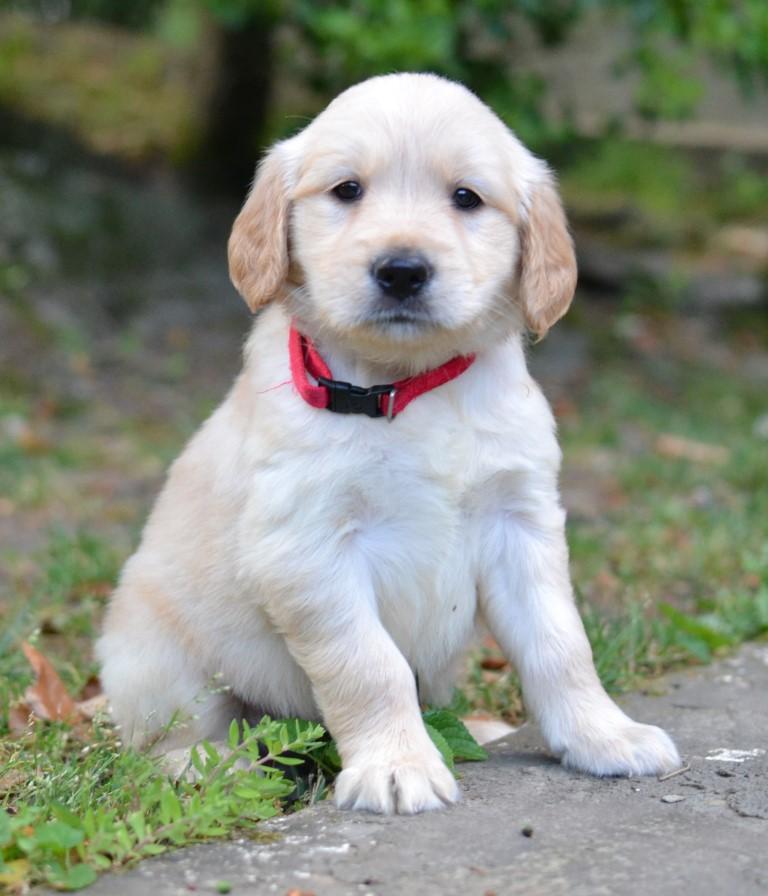 Lexie, Adoptable, Puppy Female Golden Retriever.