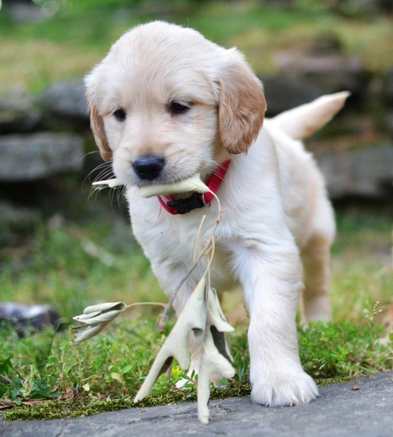 Enlarge Lexie, a Adoptable Golden Retriever in White Plains, NY image 3/5