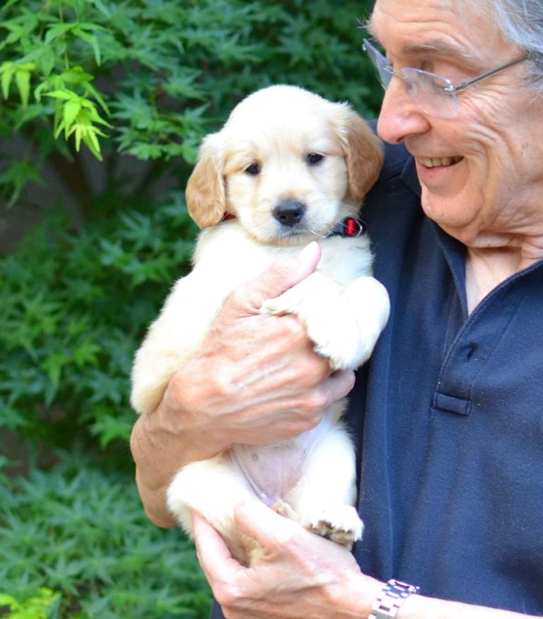 Enlarge Lexie, a Adoptable Golden Retriever in White Plains, NY image 4/5