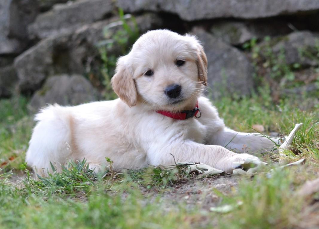 Enlarge Lexie, a Adoptable Golden Retriever in White Plains, NY image 2/5
