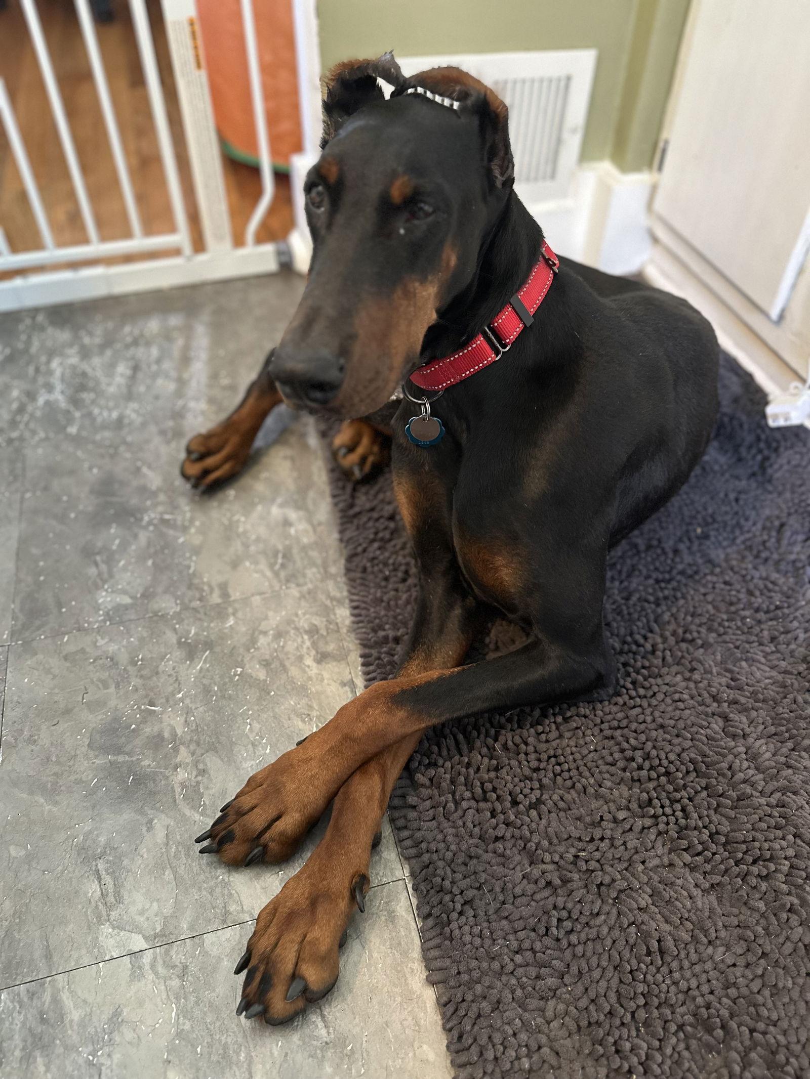 Lovey, Adoptable, Adult Female Doberman Pinscher.