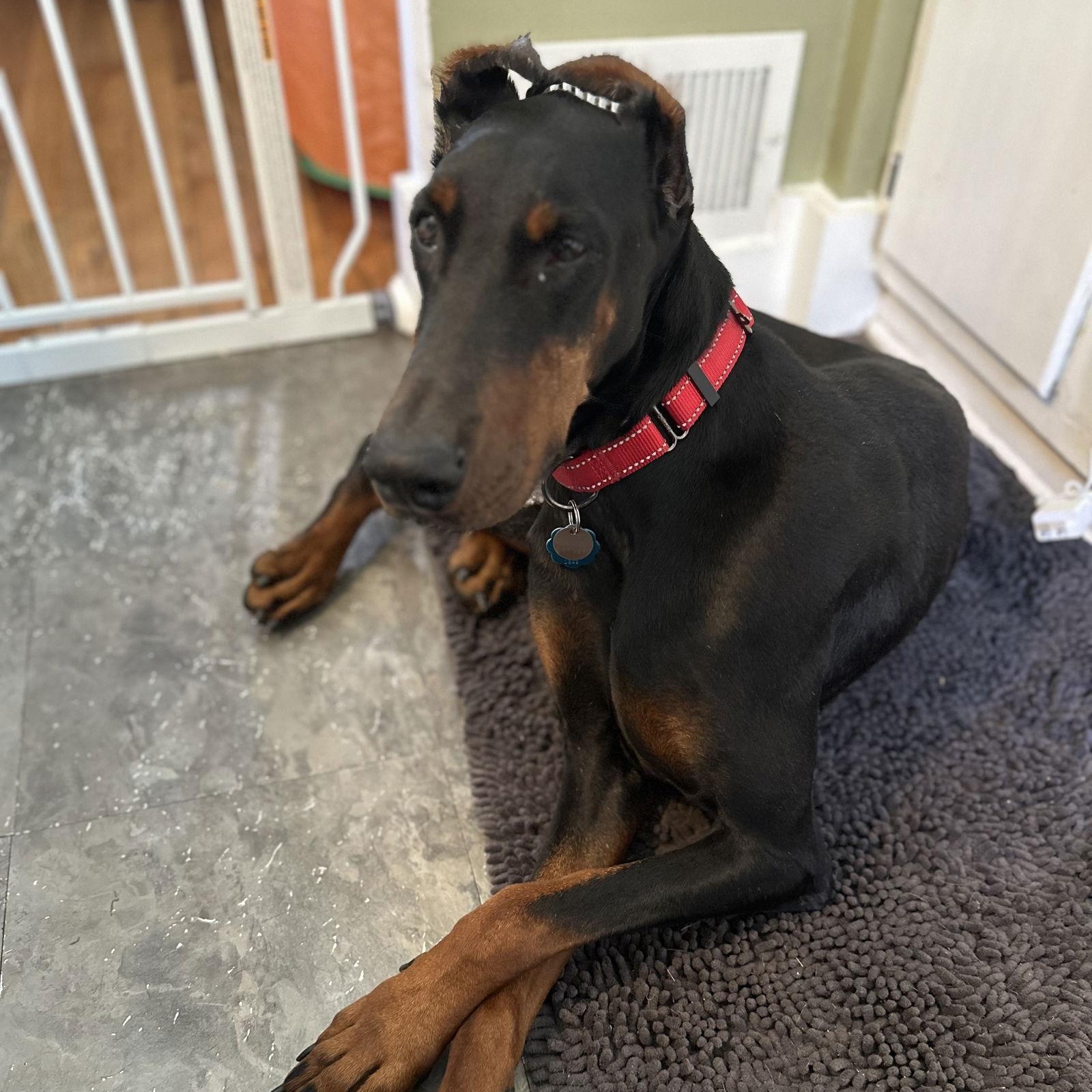 Enlarge Lovey Adoption Pending!, a Adoptable Doberman Pinscher in Buffalo, MN image 1/3