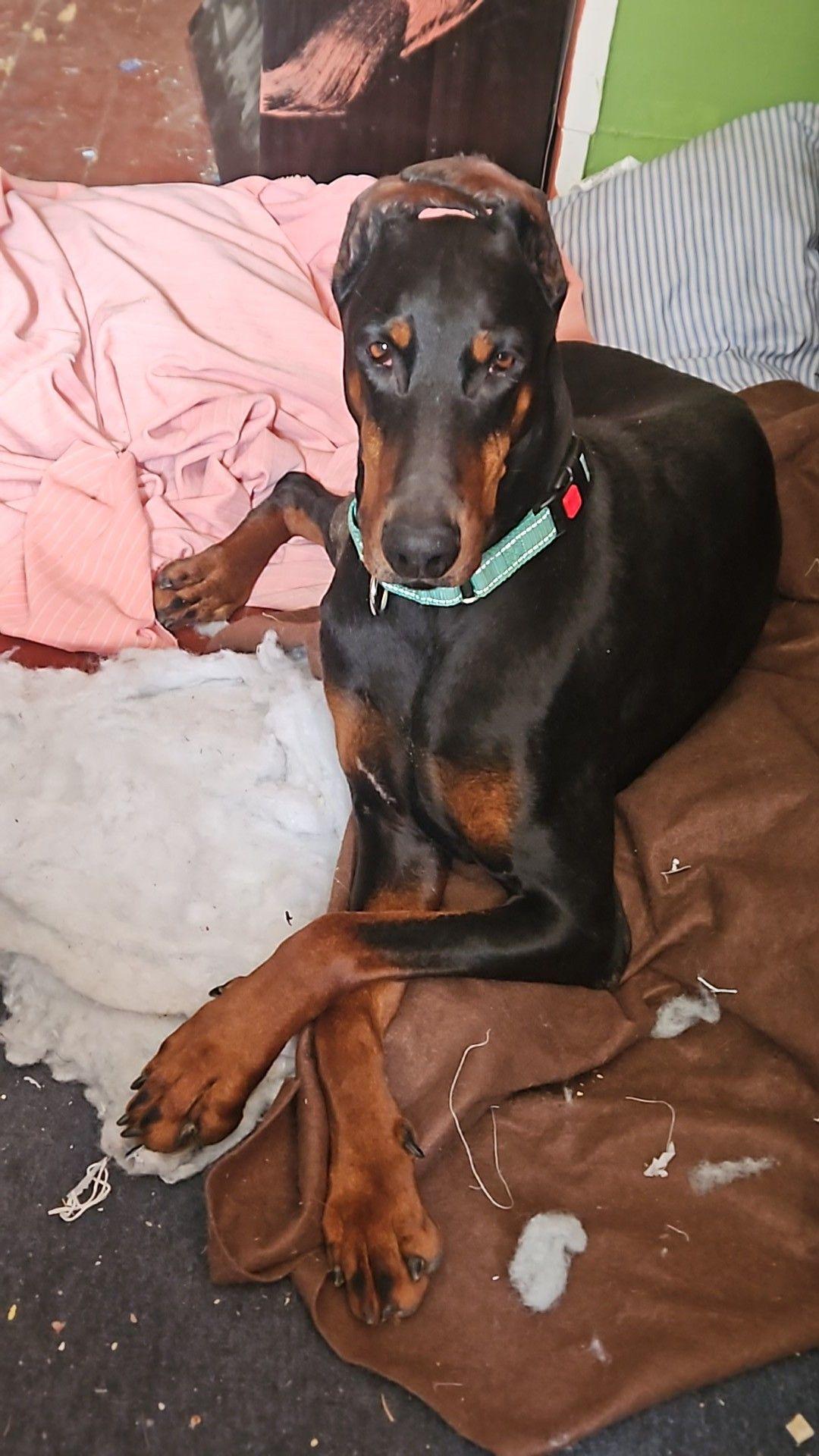 Enlarge Lovey Adoption Pending!, a Adoptable Doberman Pinscher in Buffalo, MN image 2/3