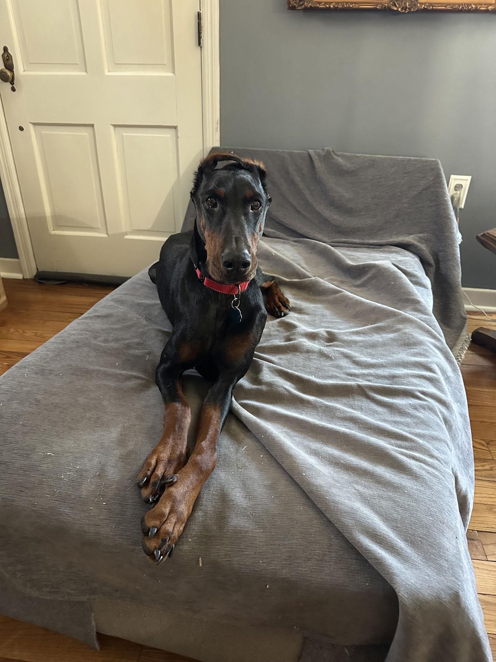 Lovey, Adoptable, Adult Female Doberman Pinscher.