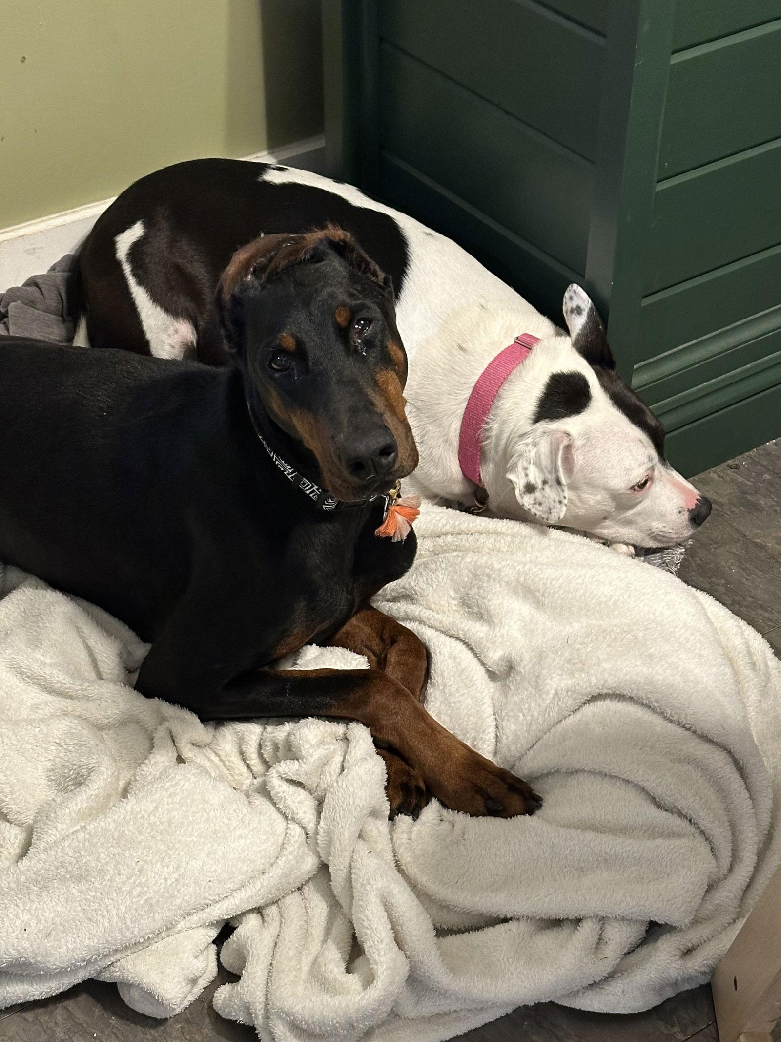 Lovey, a Adoptable Doberman Pinscher in Buffalo, MN image 3/3