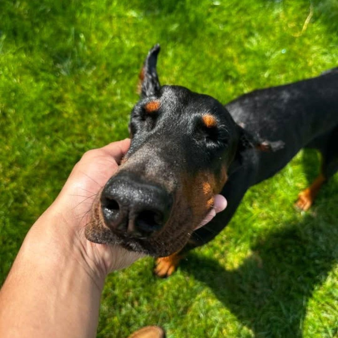Enlarge Lovey Adoption Pending!, a Adoptable Doberman Pinscher in Buffalo, MN image 3/3