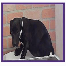 Anna, Adoptable, Puppy Female Labrador Retriever & Mixed Breed.