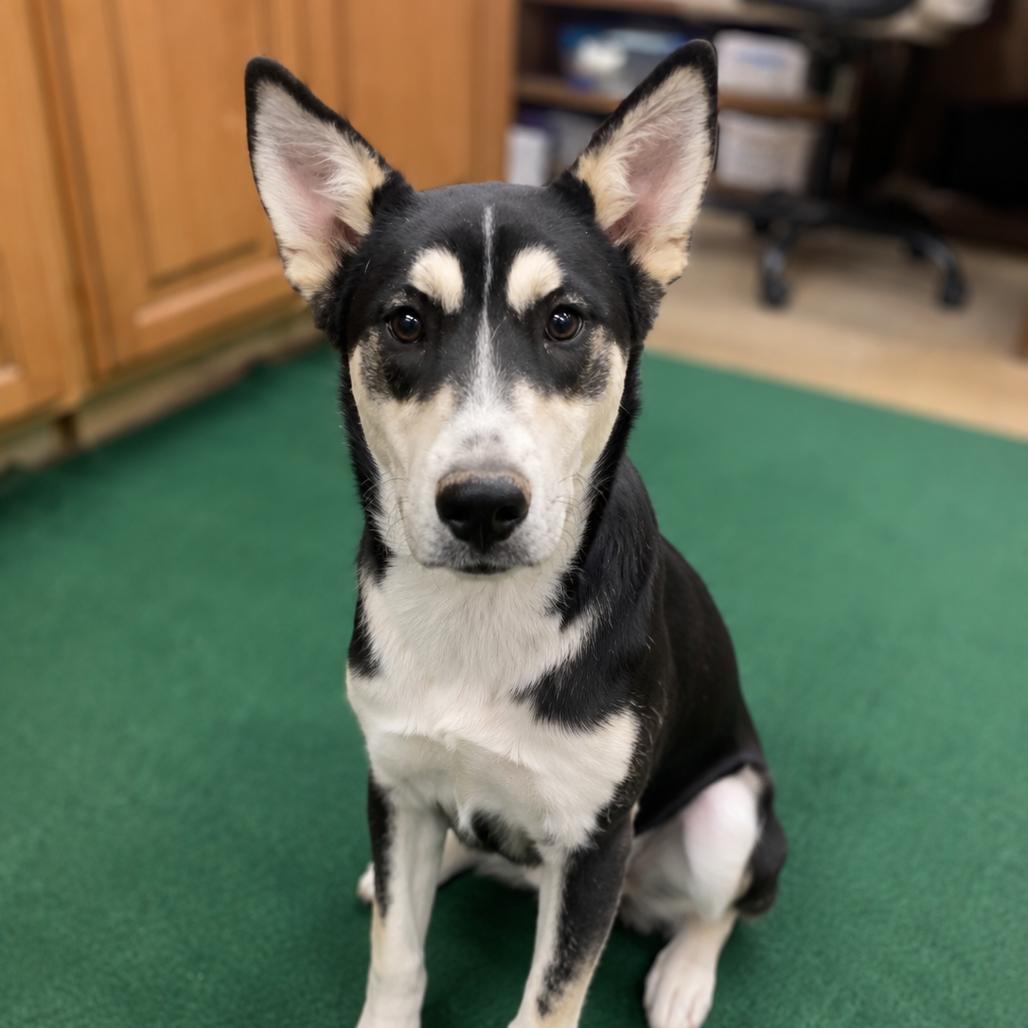 Enlarge Betty, a Adoptable Mixed Breed in Wickenburg, AZ image 1/4