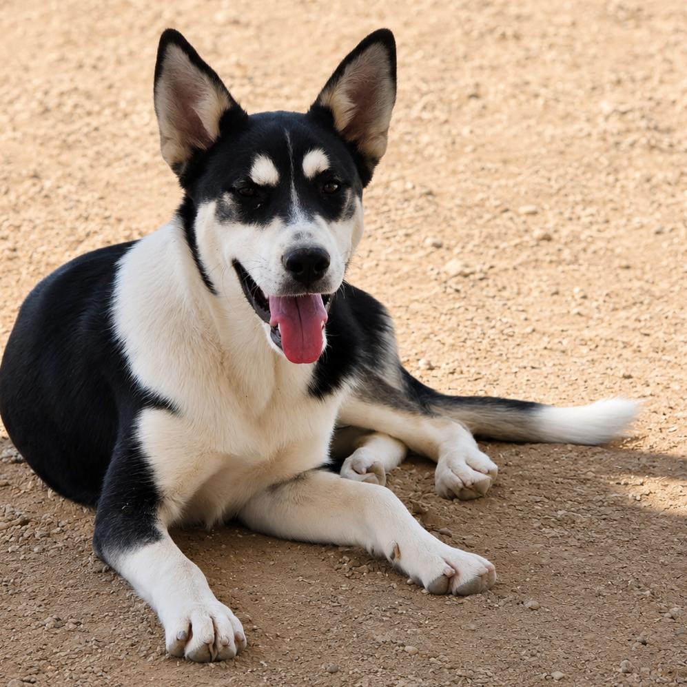 Enlarge Betty, a Adoptable Mixed Breed in Wickenburg, AZ image 3/4