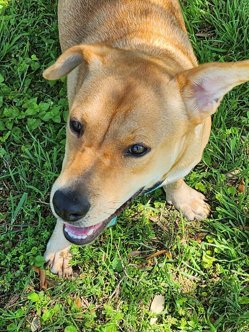 Enlarge Manda, a Adoptable mixed breed in Brenham, TX image 1/4