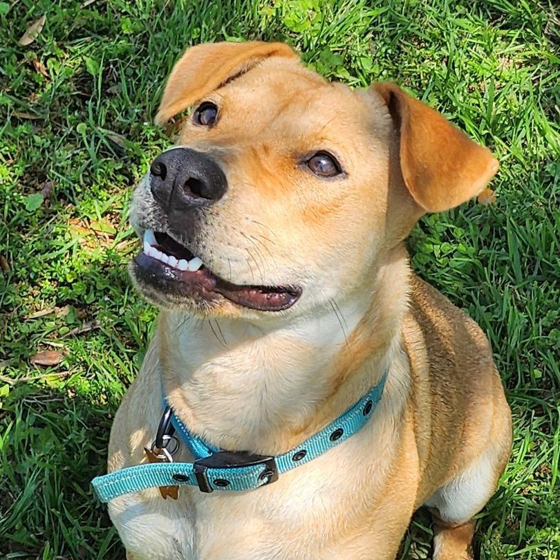 Enlarge Manda, a Adoptable mixed breed in Brenham, TX image 2/4