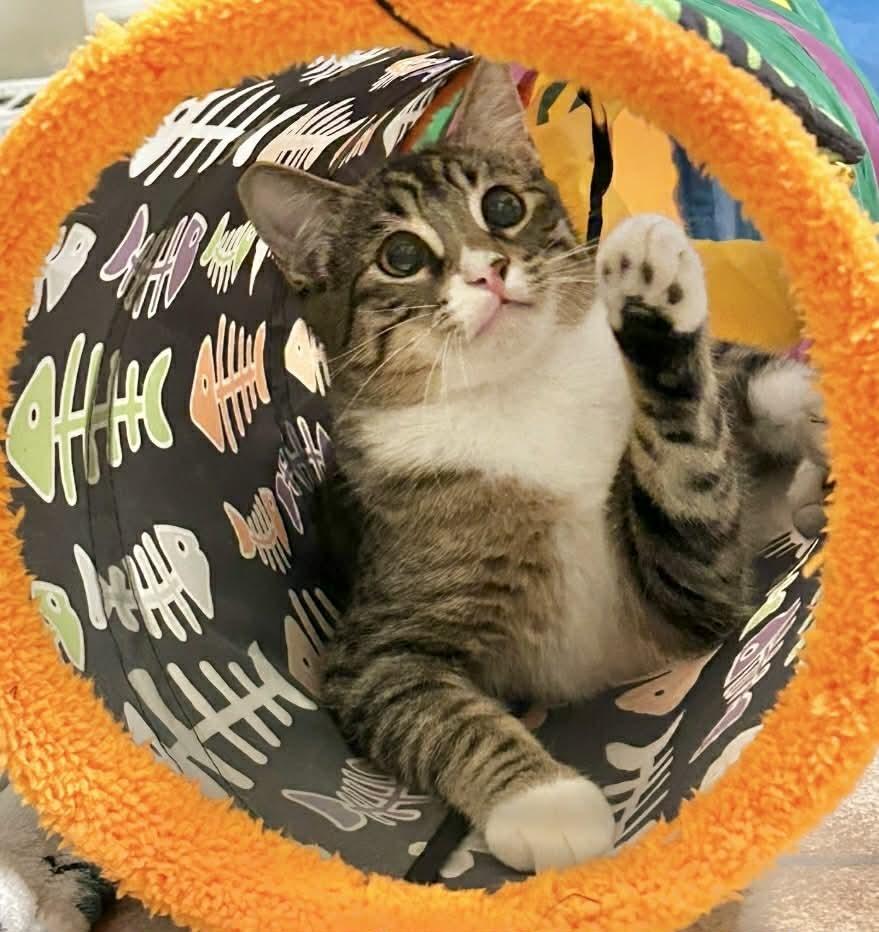 Nicolo, Adoptable, Kitten Male Domestic Short Hair.