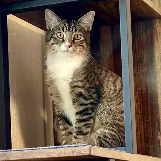 Enlarge Nicolo, a Adoptable mixed breed in tucson, AZ image 2/6