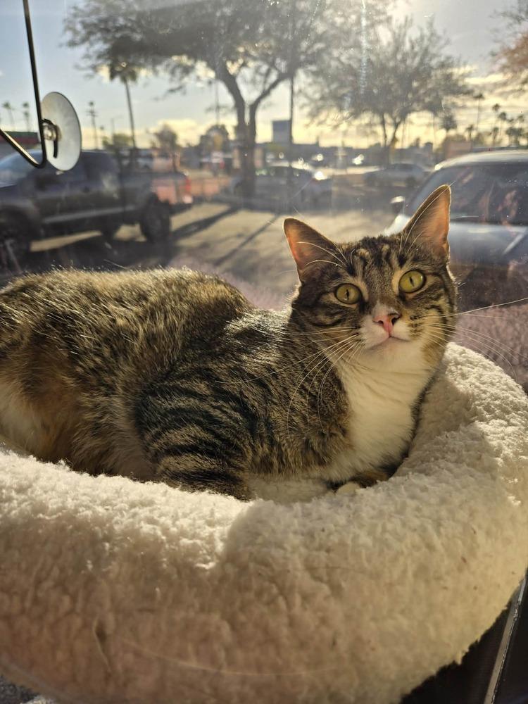 Nicolo, Adoptable, Kitten Male Domestic Short Hair.