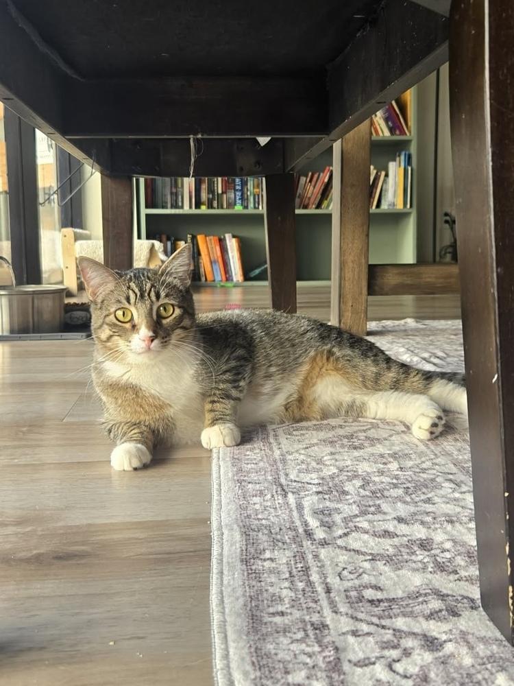 Nicolo — thumbnail 2