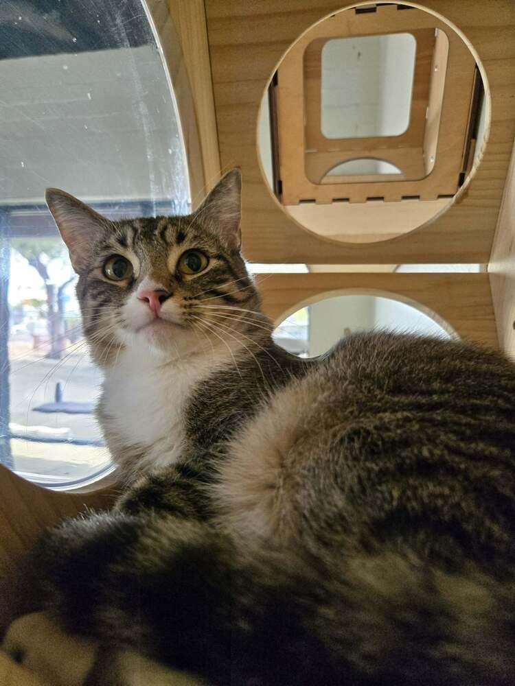 Nicolo — thumbnail 3