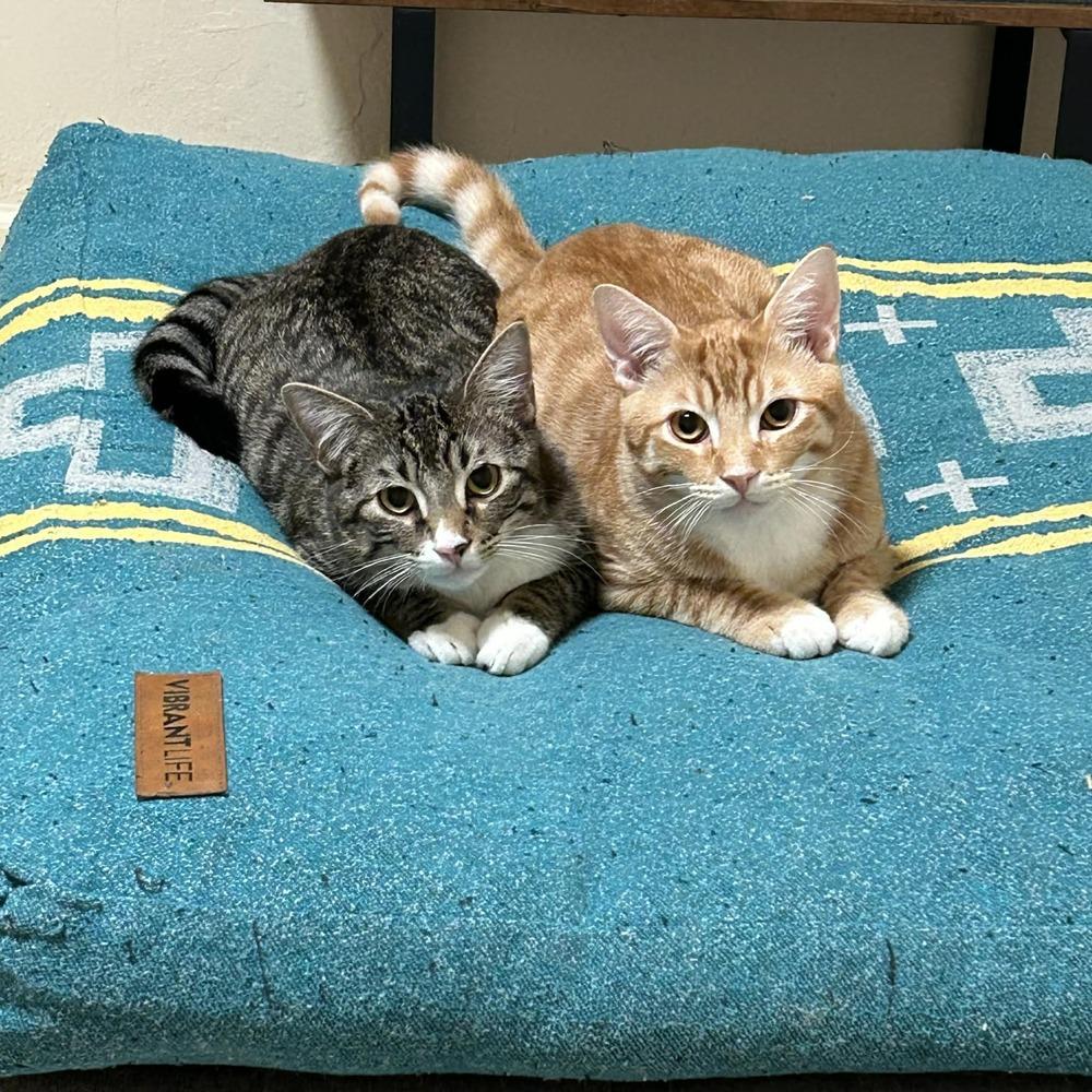 Enlarge Nicolo, a Adoptable mixed breed in tucson, AZ image 3/6