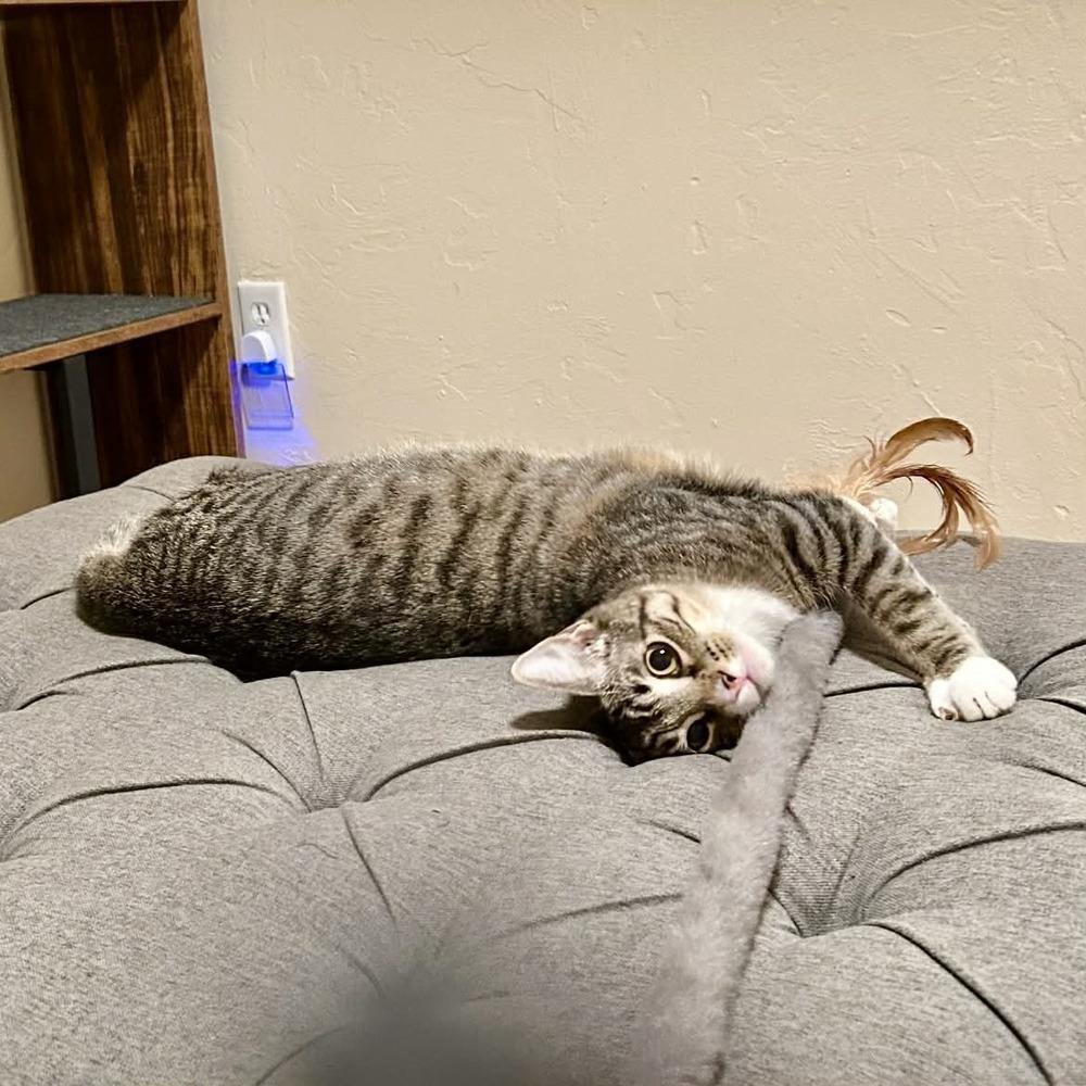 Nicolo — thumbnail 6