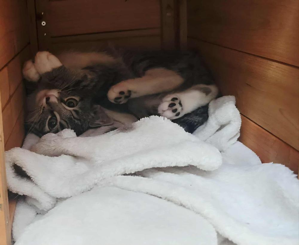 Enlarge Nicolo, a Adoptable mixed breed in tucson, AZ image 5/6