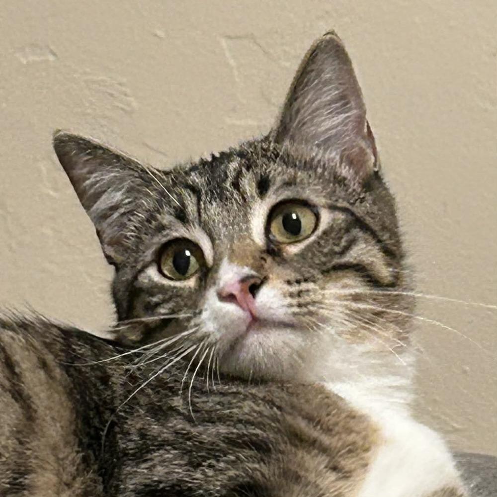 Enlarge Nicolo, a Adoptable mixed breed in tucson, AZ image 6/6