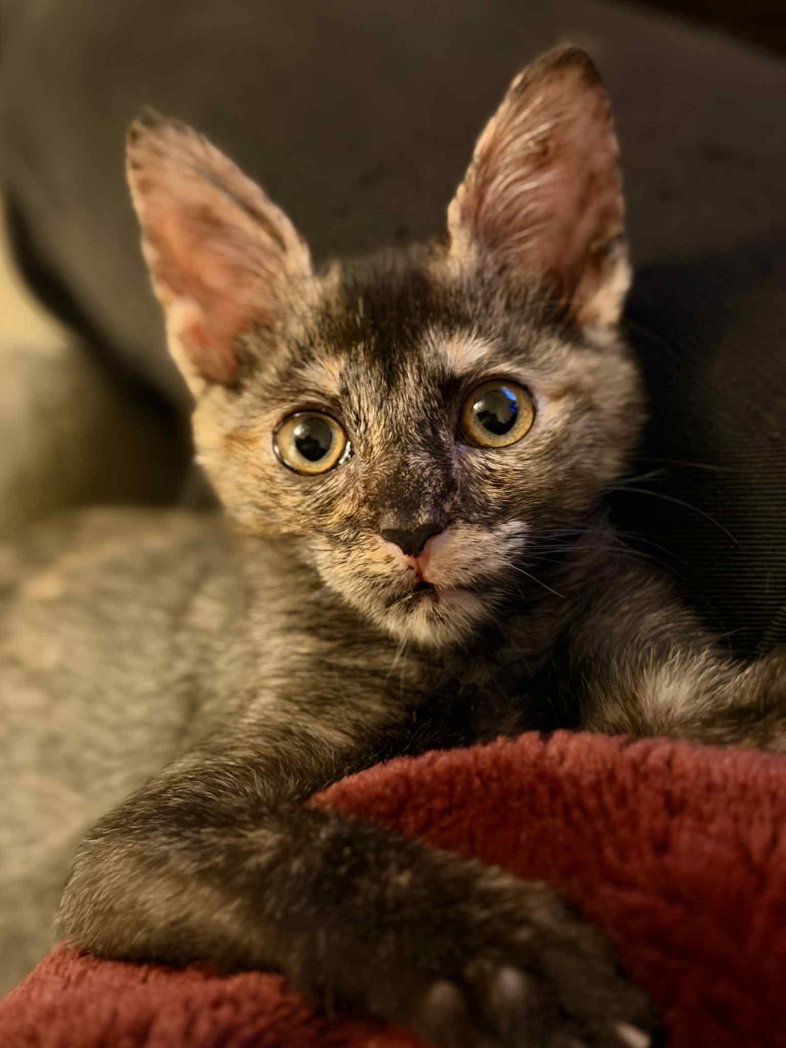Kit Kat, Adopted, Kitten Female Tortoiseshell.