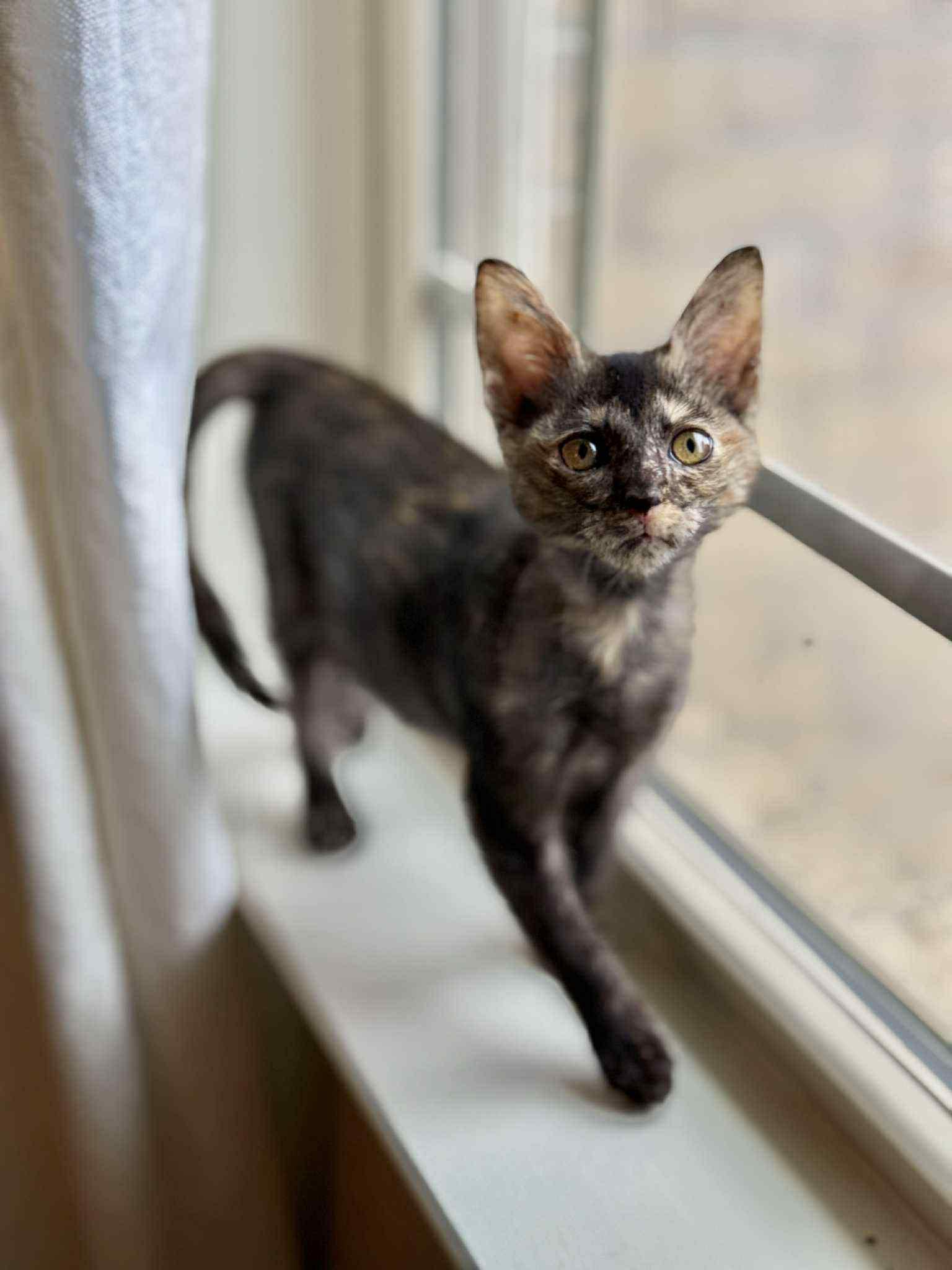 Enlarge Kit Kat, a Adopted Tortoiseshell in Jacksonville, AR image 2/2