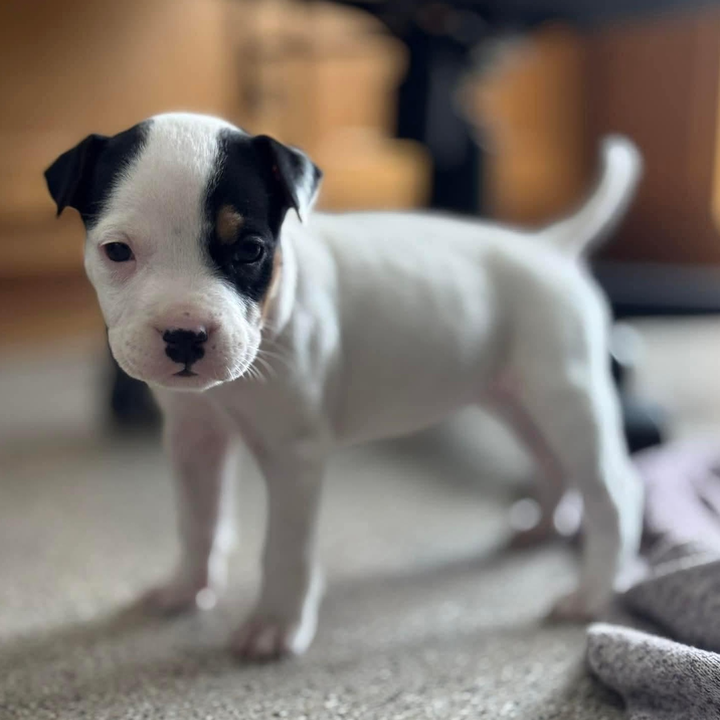 Enlarge Pippa, an adoptable mixed breed in Harrodsburg, KY image 2/5