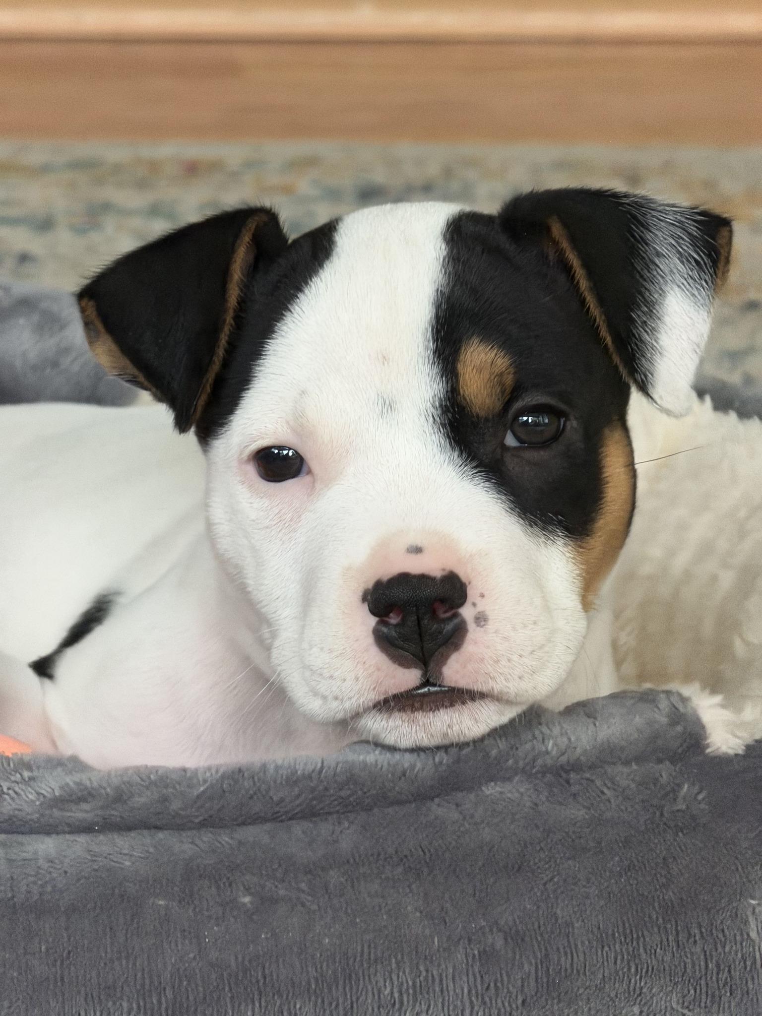 Pippa, adoptable, Puppy Female Mixed Breed.