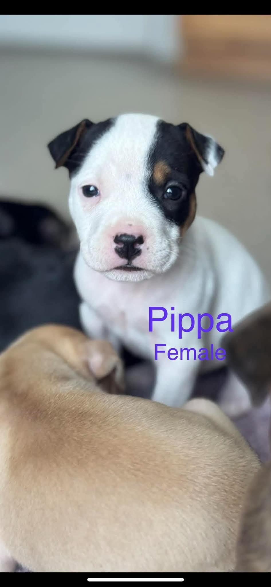 Enlarge Pippa, an adoptable mixed breed in Harrodsburg, KY image 3/5