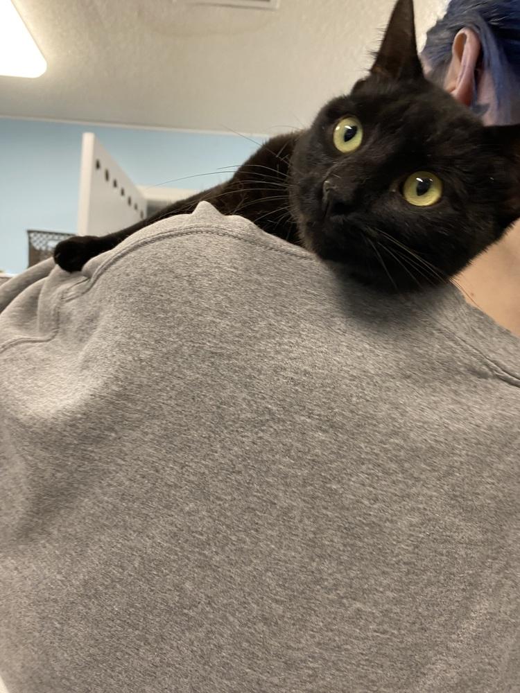Poinsettia, Adoptable, Adult Female Domestic Short Hair.