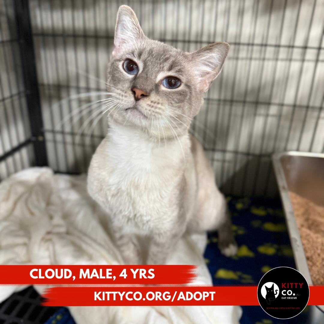Enlarge Cloud, an adoptable mixed breed in Bridgeville, PA image 1/3