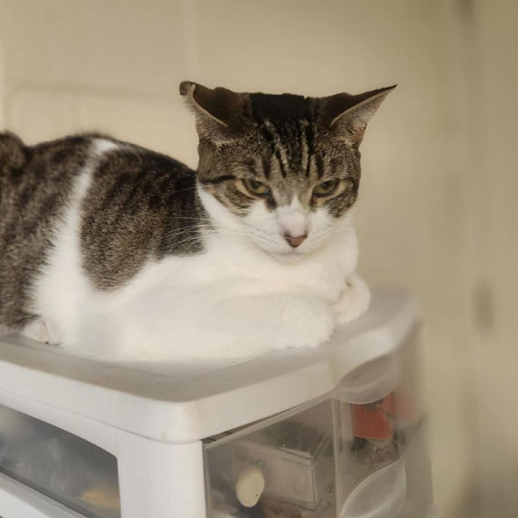 Perch, Adoptable, Young Female Domestic Short Hair.