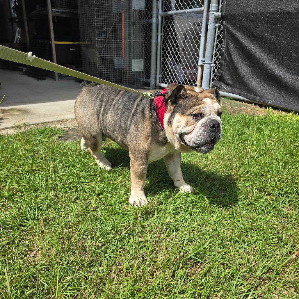 Enlarge Frank The Tank, a Adoptable English Bulldog in Hinesville, GA image 1/6