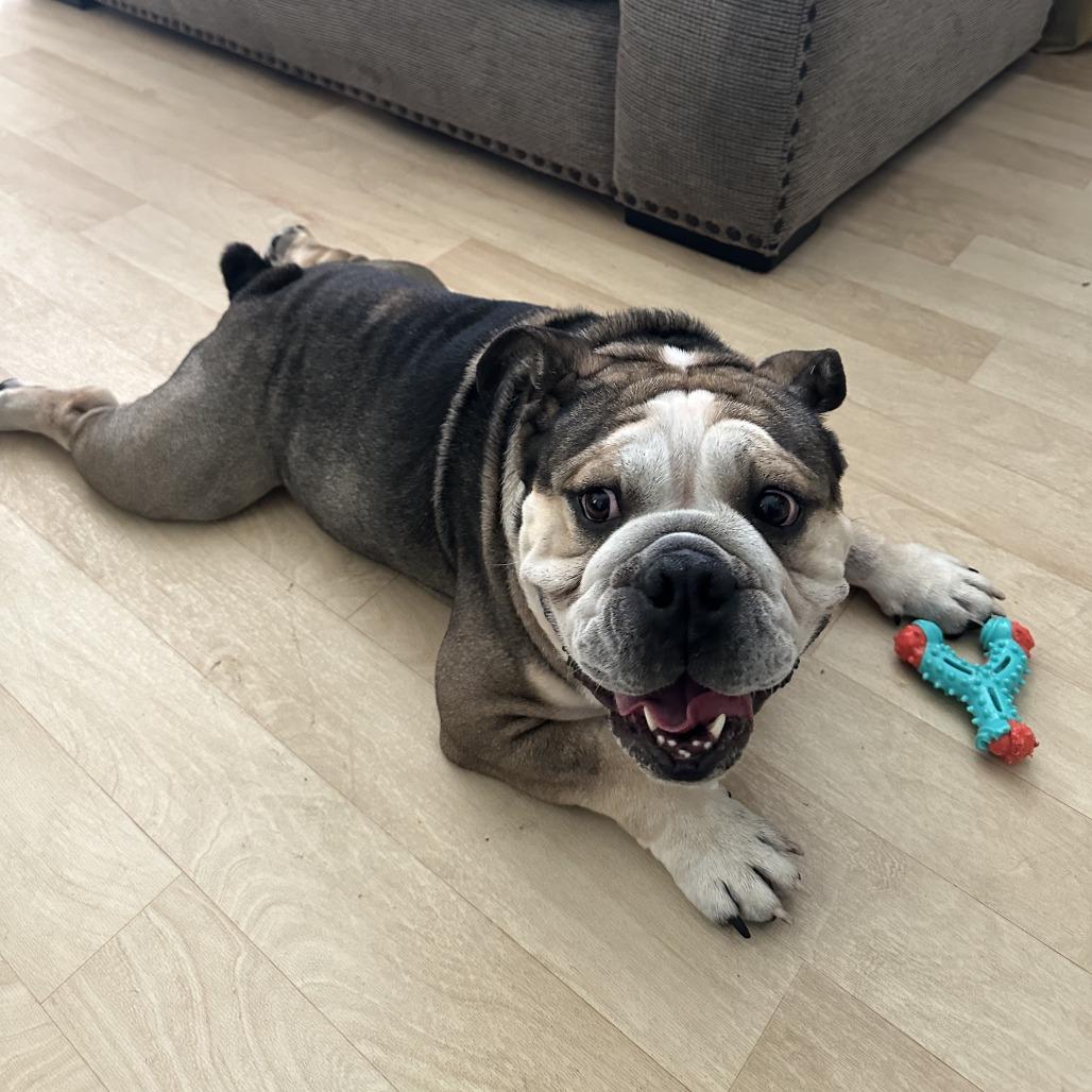 Enlarge Frank The Tank, a Adoptable English Bulldog in Hinesville, GA image 2/6