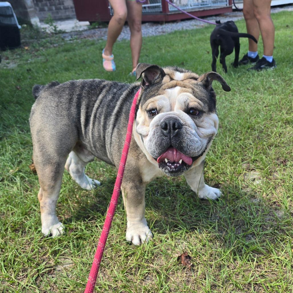 Enlarge Frank The Tank, a Adoptable English Bulldog in Hinesville, GA image 3/6