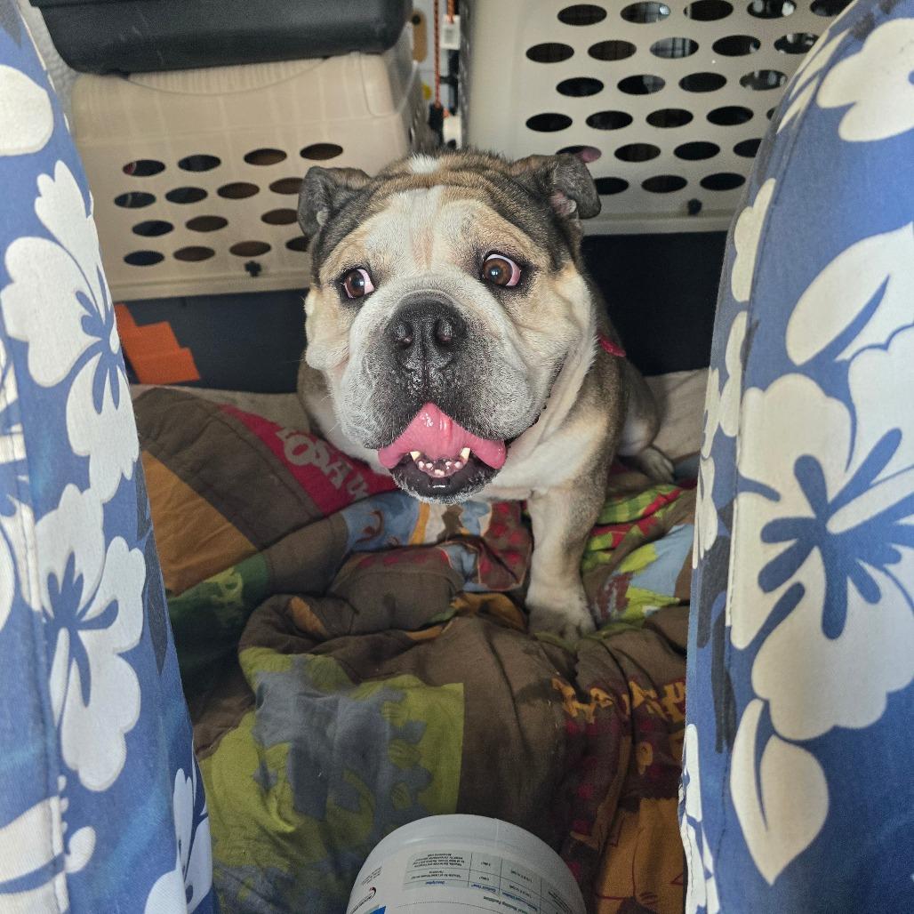 Enlarge Frank The Tank, a Adoptable English Bulldog in Hinesville, GA image 4/6