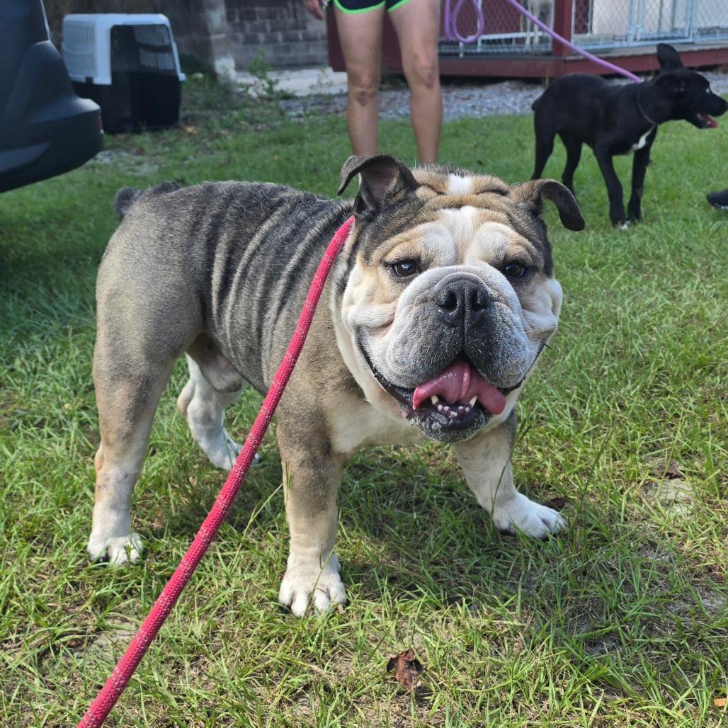 Enlarge Frank The Tank, a Adoptable English Bulldog in Hinesville, GA image 5/6