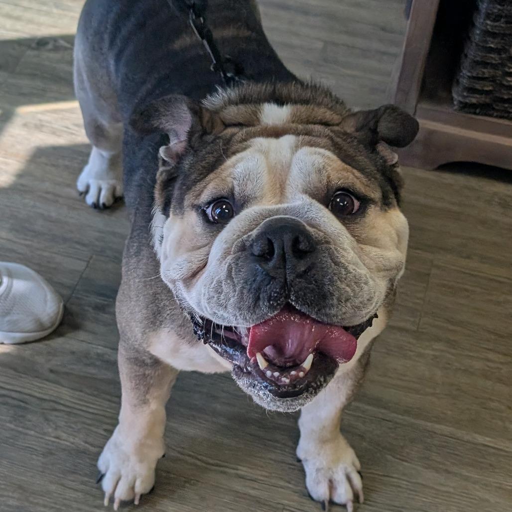 Enlarge Frank The Tank, a Adoptable English Bulldog in Hinesville, GA image 6/6