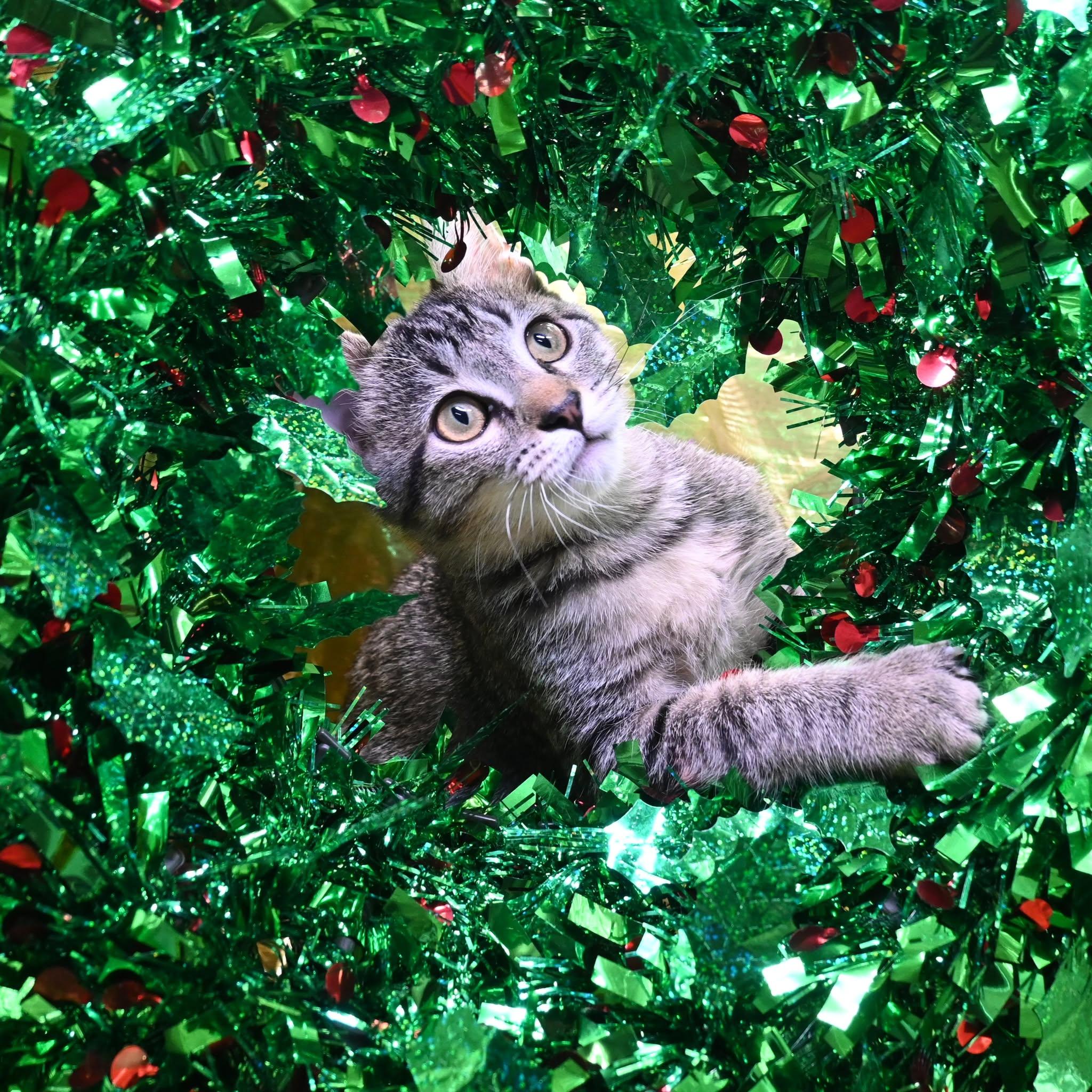 Evangeline, Adoptable, Young Female American Shorthair.