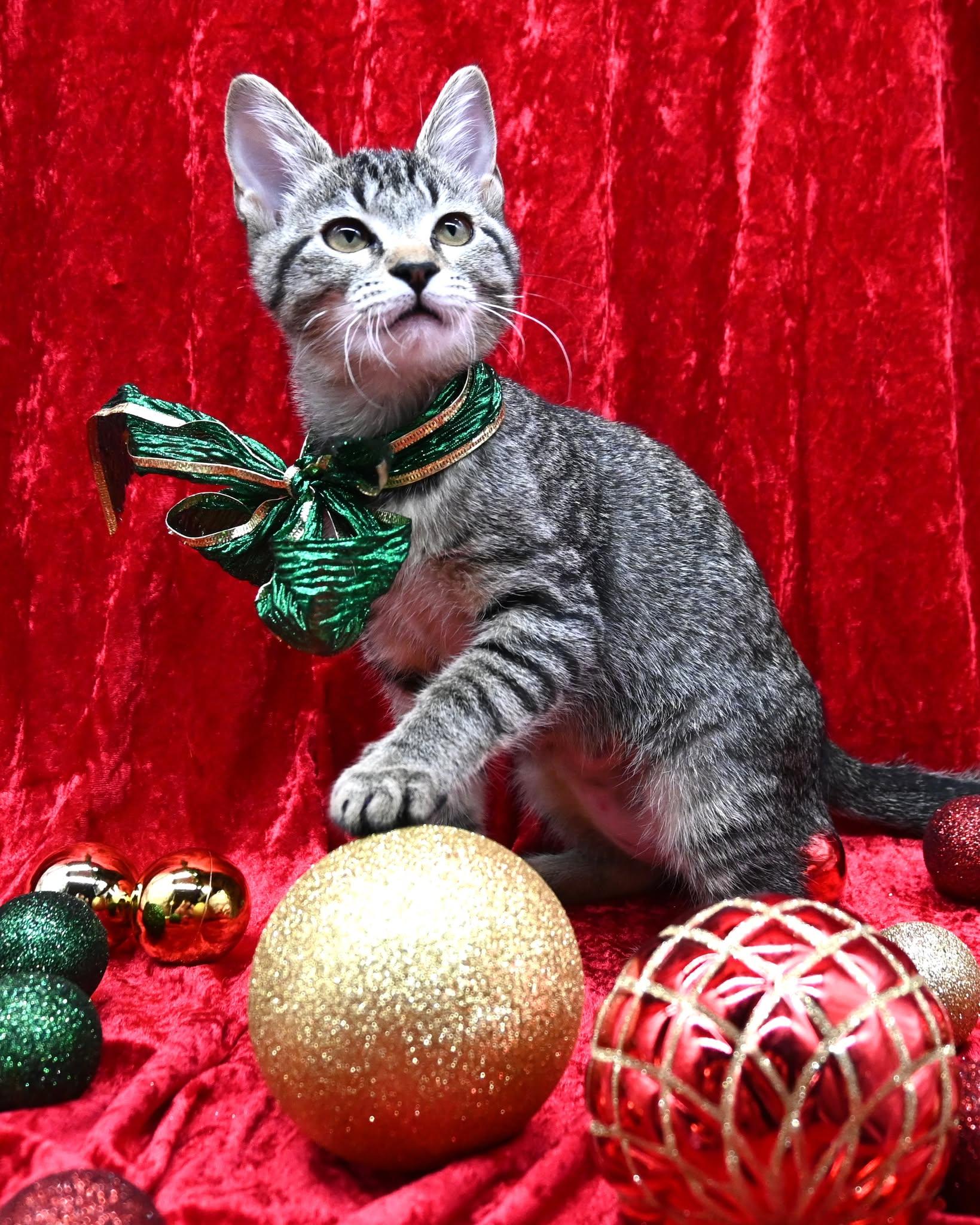 Evangeline, a Adoptable mixed breed in Farmington, CT image 2/4