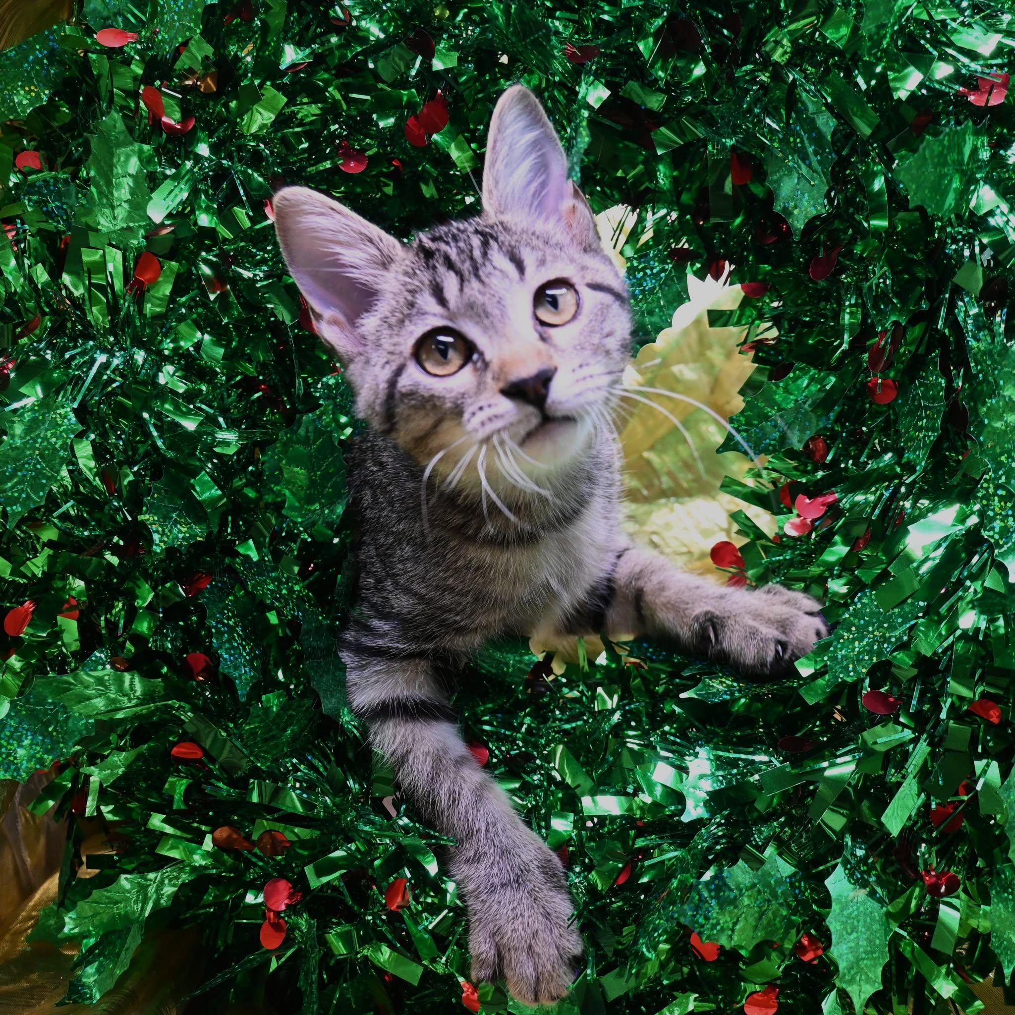 Evangeline, a Adoptable mixed breed in Farmington, CT image 3/4