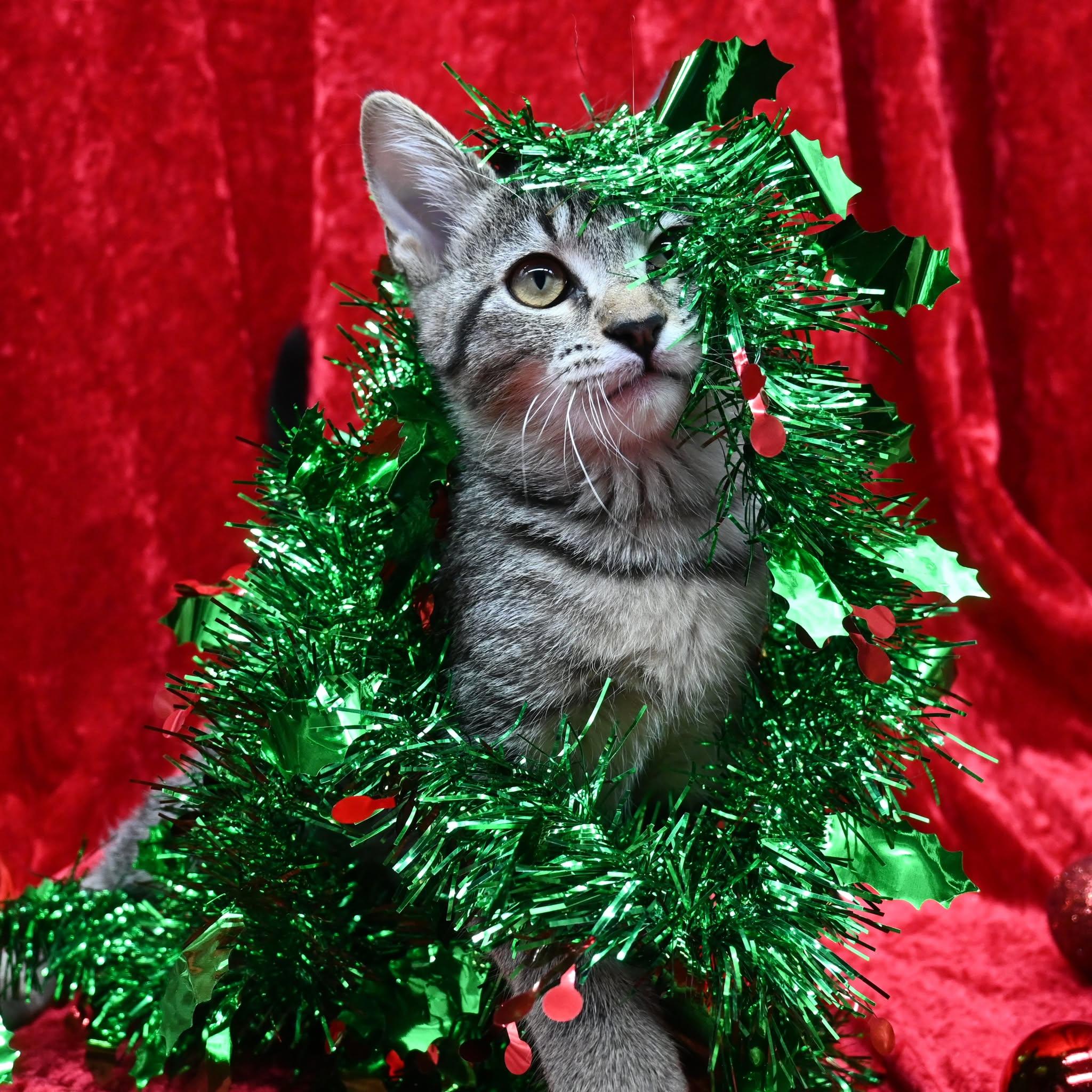 Evangeline, a Adoptable mixed breed in Farmington, CT image 4/4