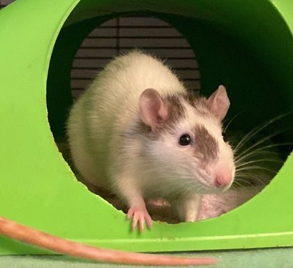 Elena, Adopted, Young Female Rat.