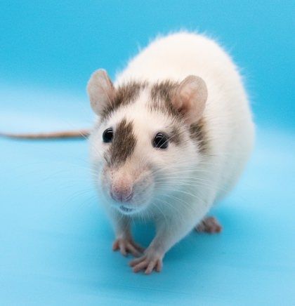 Elena, a Adopted Rat in Richmond, VA image 2/2