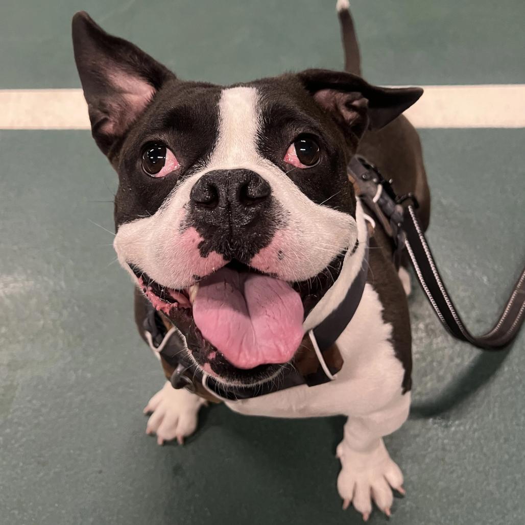 Gracie, Adoptable, Adult Female Mixed Breed.